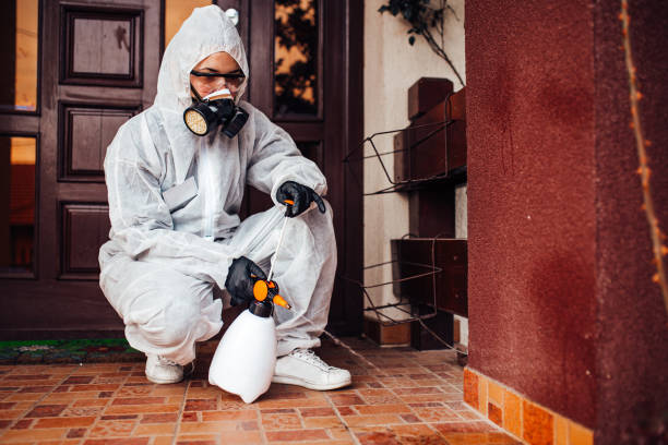 Attic and Crawl Space Rodent Treatment in Idyllwild-Pine Cove