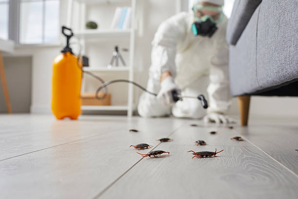 Commercial Rodent Management in Idyllwild-Pine Cove